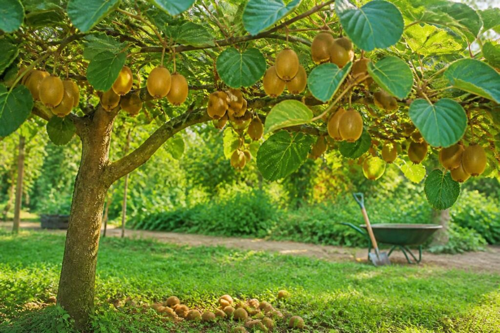 découvrez comment cultiver et récolter vos propres kiwis avec notre guide complet sur l'arbre kiwi. conseils pratiques, entretien et astuces pour réussir votre culture.