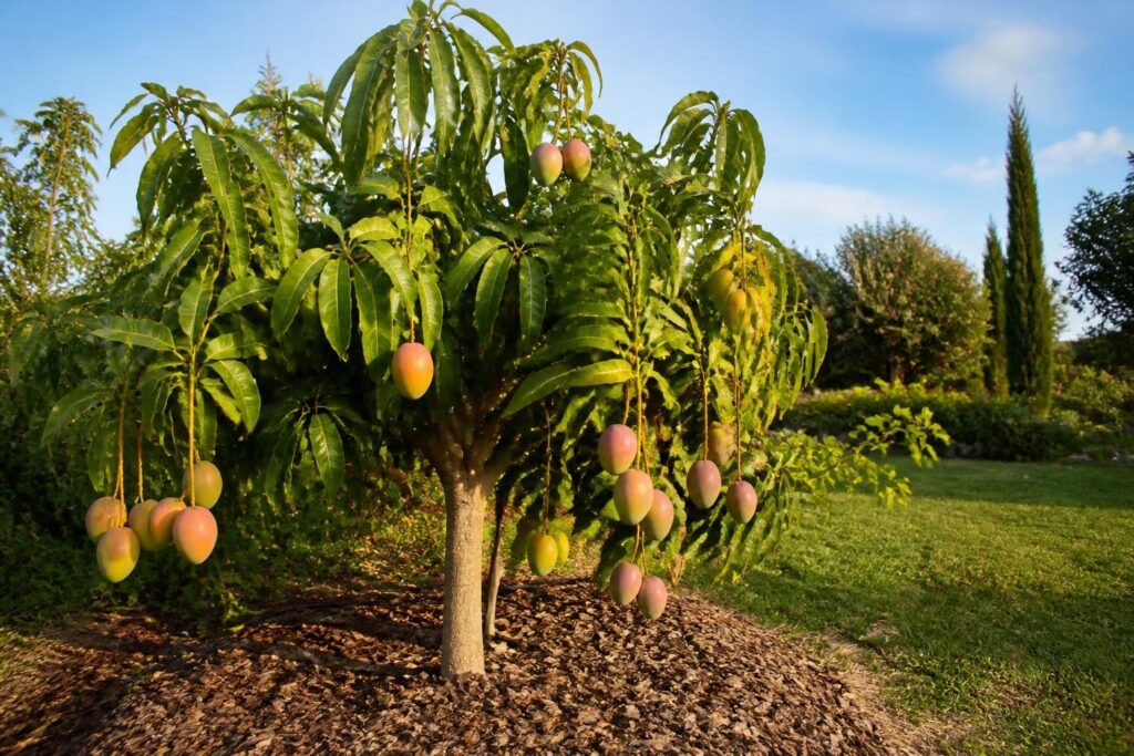 découvrez comment planter et faire pousser un manguier en france grâce à notre guide complet sur cet arbre fruitier exotique, avec des conseils adaptés au climat français.