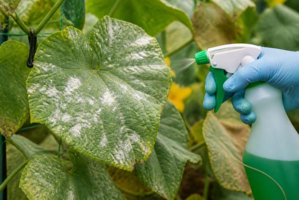 découvrez comment identifier le mildiou et les méthodes efficaces pour le traiter afin de protéger vos plantes et assurer leur santé tout au long de la saison.